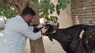 Cancer in cow how best veterinary doctor treated  Eye Enucleation in cow [upl. by Jola]