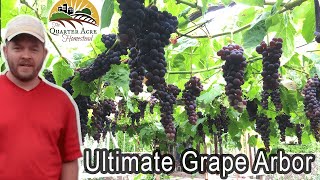 The Ultimate Grape Arbor  Tips on Building a Grape Arbor at Home [upl. by Awuhsoj760]