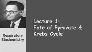 Respiratory Biochemistry  Revision on Fate of Pyruvate amp Krebs Cycle [upl. by Nuhs]