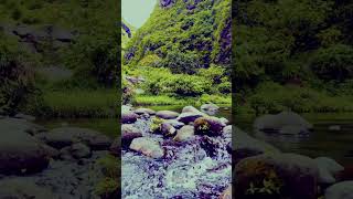 HDR ULTRA HD COLORS shorts shortvideo shortsviral shortsyoutube wildlife animals nature [upl. by Atis]