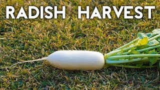 How to grow amp harvest Diakon amp White Icile radish [upl. by Leilani216]