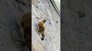 IBEX Risk Their Lives Climbing Nearly Vertical Walls 😳 shorts [upl. by Kcirttap688]