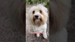 Stark wie nieleo dogsofyoutube doglover motivation hundevideos [upl. by Manara212]