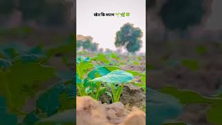 viralvideo ખેતી ગામડાની trending ખેડૂત farming વાડી ખેડૂતો new [upl. by Inuat]