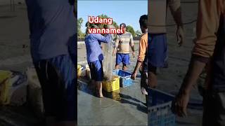 Panen udang vannamei udangvaname budidayaudangvaname mancingmania fishing [upl. by Eveline]