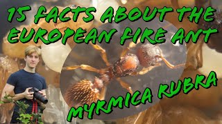 15 Facts About The European Fire Ant Myrmica Rubra  MyLivingWorldsAnts [upl. by Condon816]