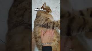 SHAKING CAMILLO gattidivertenti cat funnyvideo catlover catshorts funnycatsvideos funnycats [upl. by Animor]