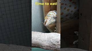 Tokay Gecko Sound And Feeding The Gecko phucsanimalhouse tokaygecko animalsounds [upl. by Pool]