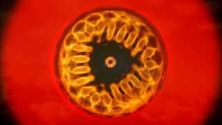 Golden Mean Cymatics [upl. by Anyahs]