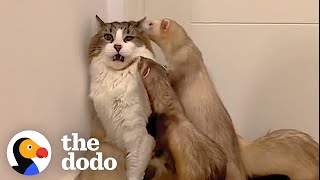 Cat Loves To Wrestle With His 5 Ferret Siblings  The Dodo [upl. by Onairda96]