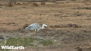 WildEarth  Sunset Safari  10 December 2023 [upl. by Airednaxela]