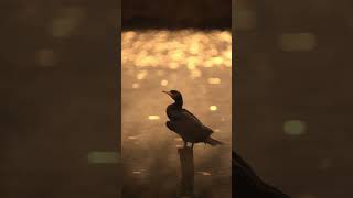 ❤️😘❤️ tamil coversong cover birds natgeophotography [upl. by Malda]