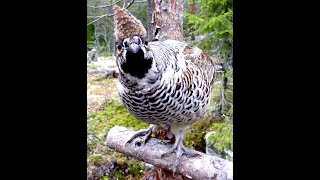 Curious Hazel grouse  Nyfiken järpe [upl. by Lil]