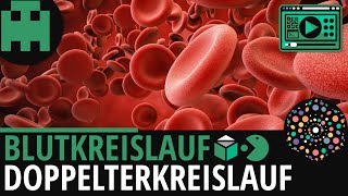 Das Herz und der „große“ Körperkreislauf des Blutes [upl. by Aihsile]