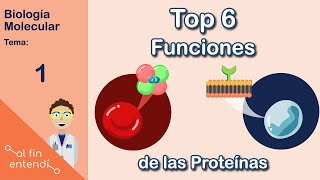 ¿Qué hacen las proteínas Al fin entendí Biología Molecular [upl. by Nilyarg]