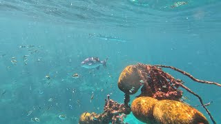 Crocodile longtom Garfish are often seen from the boat when they leap out of the water Thailand 4K [upl. by Lemyt]