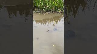 Anhinga Slithers Through the Mud While Hunting Fish [upl. by Sixela920]