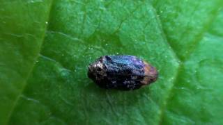 Metallic Woodboring Beetle Buprestidae Brachys aerosus on Oak [upl. by Nivle]