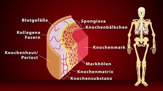 Knochen  Schulfilm Biologie [upl. by Suoinuj]