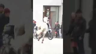 Moment escaped Household Cavalry horses rampage through London [upl. by Giuliana461]