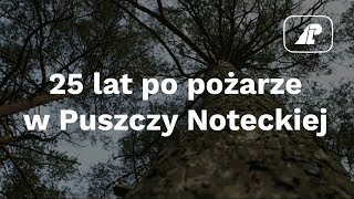 25 lat po pożarze w Puszczy Noteckiej [upl. by Atikcir487]