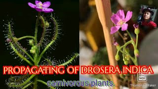 HOW TO PROPAGATE CARNIVOROUS PLANTS drosera indica [upl. by Anilam49]