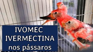 VERMIFUGAR PÁSSAROS  USO DE IVERMECTINA E IVOMEC [upl. by Atener]