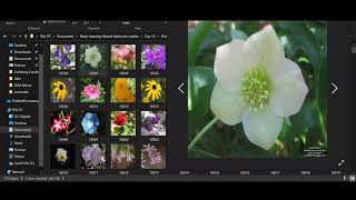 Flower Identification Using Convolutional Neural Networks  1315 Deep Learning Apprentice Course [upl. by Shoshana]