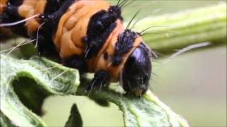 Cinnabar Moth Caterpillar feeding on ragwort [upl. by Armbrecht]