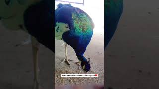 peacock peafowl moorhen viralvideo birds indian blue black subscribe [upl. by Donetta]