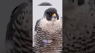 The Peregrine Falcon Nature’s Fastest Hunter PeregrineFalcon FastestBird BirdsOfPrey Raptors [upl. by Nitnelav]