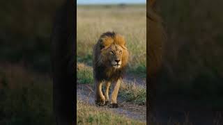 World Lion Day Facts  Deadly 60  CBBC [upl. by Gearhart]