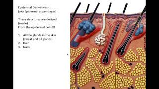 integumentary system part 2 [upl. by Imoyn311]