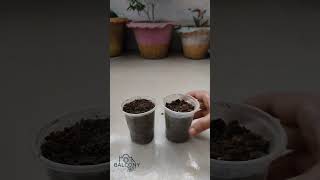 Oporajita flower growing process from seedsPart1 plantsbalconygarden houseplantsplantsflowers [upl. by Ahsinut]