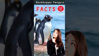 🐧 Top 5 weirdest facts about Southern Rockhopper Penguin shorts facts penguin [upl. by Aneloc]