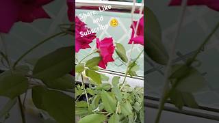 All the rose 🌹 have bloomed And subscribe [upl. by Sirotek]