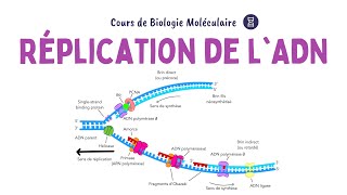 RÉPLICATION DE LADN  ACIDES NUCLÉIQUES  Biochimie Facile [upl. by Anilah23]