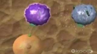 quotImmunequot Documentary  Part 7  T Cells and NK Cells [upl. by Bergmann]