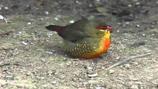 Zebra Waxbill [upl. by Ajnos86]