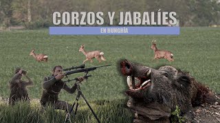 Corzos y jabalíes en Hungría [upl. by Prasad758]