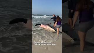 Dead 13foot great white shark washes up on Florida Beach [upl. by Sirrah]