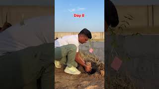 Grow tree’s Save Nature 🌴Day 8trendingreels naturelovers reelsindia [upl. by Irianat]