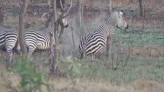 Hunting Zebra in the Selous Game Reserve Tanzania [upl. by Ydnik]