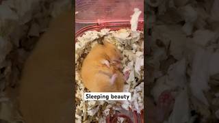 SLEEPING BEAUTY sleeping hamsters sleepingbeauty shortsvideo shortsfeed shortvideo shorts [upl. by Ahsiekan]