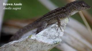 Brown anole Anolis sagrei [upl. by Darton]