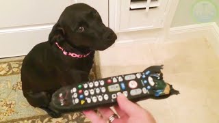 Funny GUILTY DOGS Compilation Pets amp Animals Caught [upl. by Aicilra559]