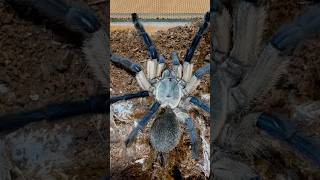 Monocentropus Belfouri Tarantula shorts shortsvideo tarantula [upl. by Justis]