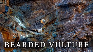 Bearded Vulture or Lammergeier [upl. by Yeniar338]