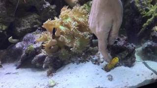 Blue spotted jaw fish loves getting rubbed [upl. by Lanny]