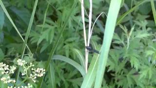 Ichneumon Wasp on Bushkiller ヒメバチ♀がヤブガラシを訪花吸蜜 [upl. by Daron763]